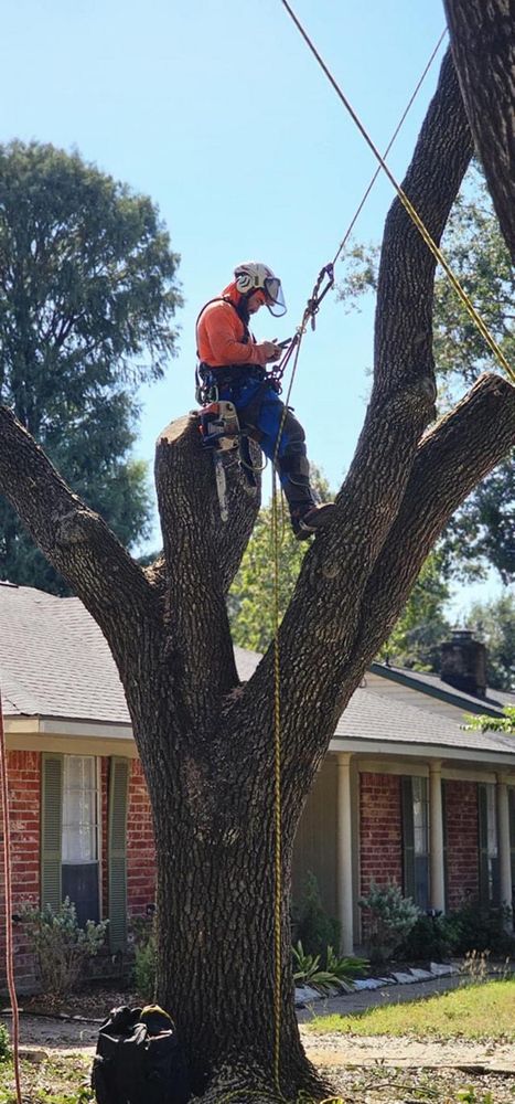 All Photos for Servin's Tree Care  in Houston, TX