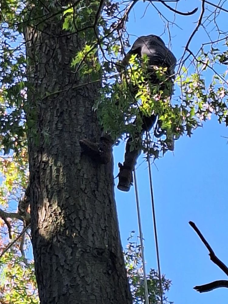 All Photos for Highborn Tree Service in Wheatfield, IN