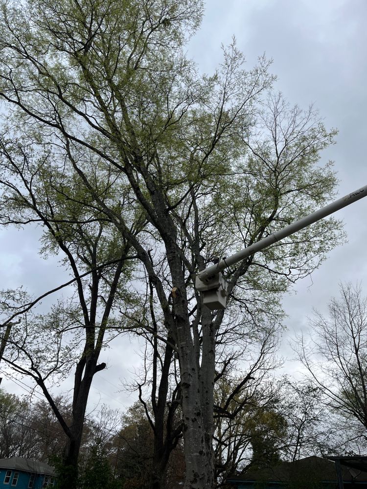 All Photos for JC Land and Tree Service in Kilgore, TX