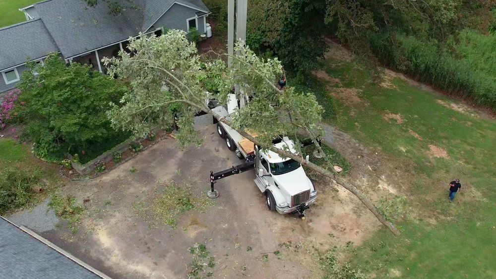 All Photos for Branch Out Tree Care LLC in Fredericksburg, VA