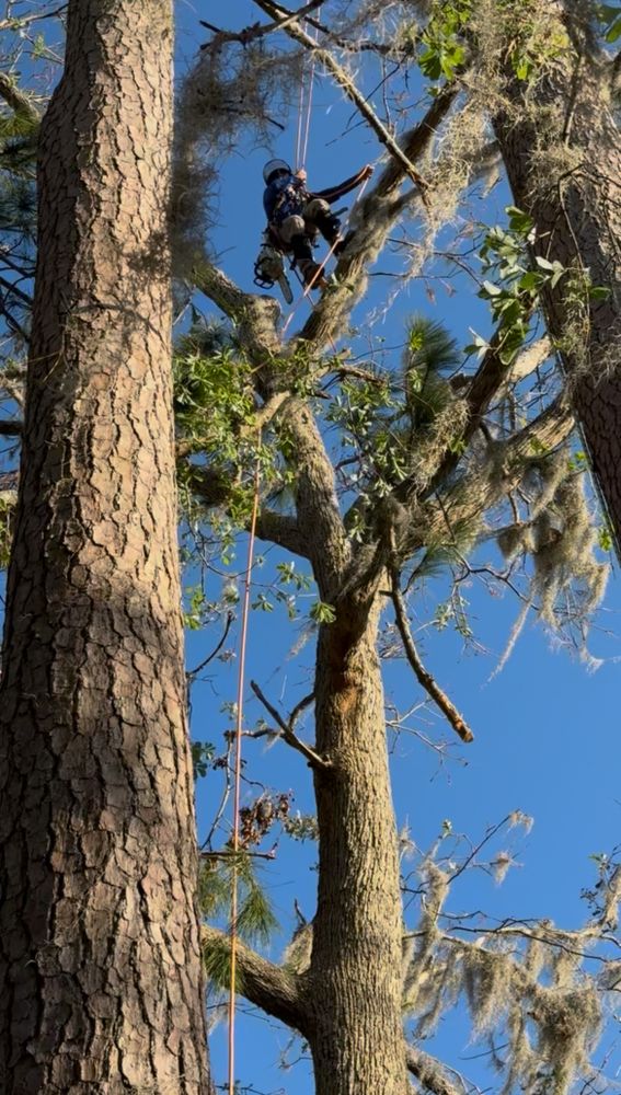 Enhance your property's beauty and safety with our professional tree trimming service, designed to promote healthy growth, prevent hazards, and maintain the perfect landscape for your home. for Elevate Tree Care in Gillette, WY