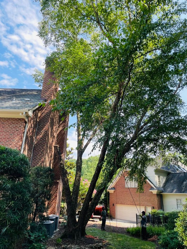 All Photos for J&J Tree Services in Raleigh, NC