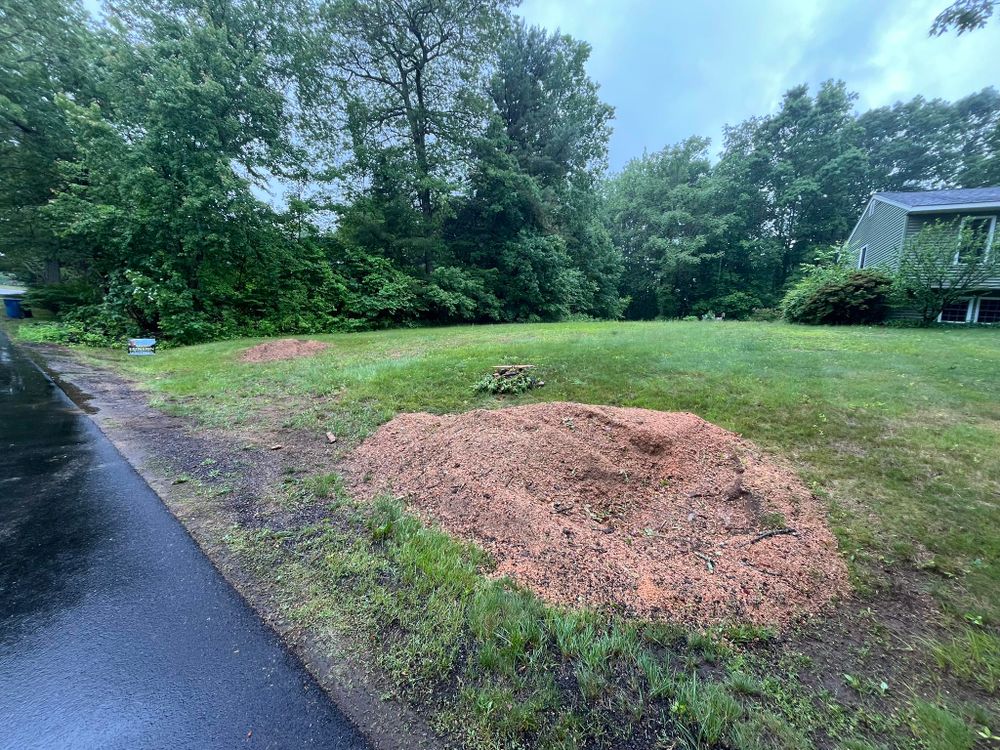 Tree Removal for Harley’s Tree Service in Palmer, MA