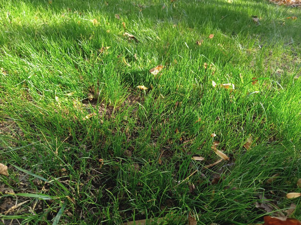 All Photos for Sam I AM Property Solutions in Sunderland, MD