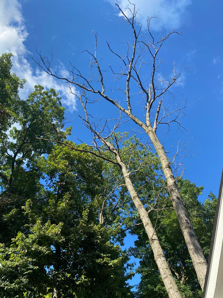 Tree Removal for Highborn Tree Service in Wheatfield, IN