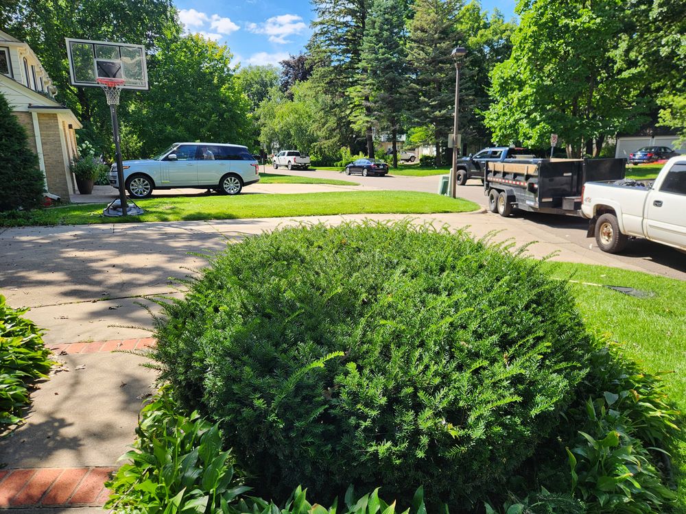 Hedge trimming  for K & I Lawn Care Service  in Eden Prarie, MN