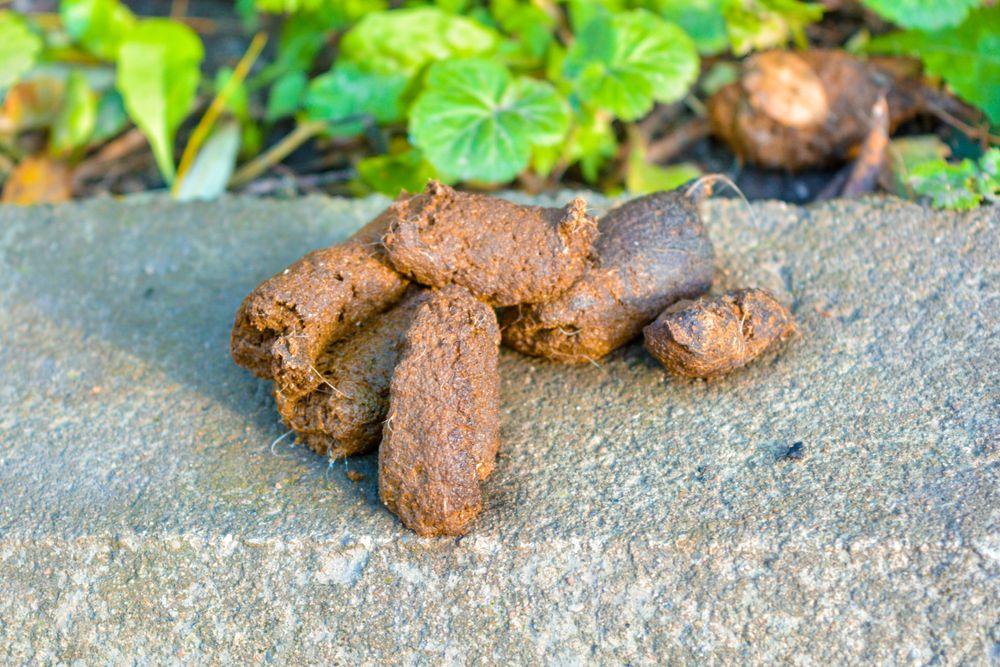 All Photos for River City Scoopers in Midlothian, VA