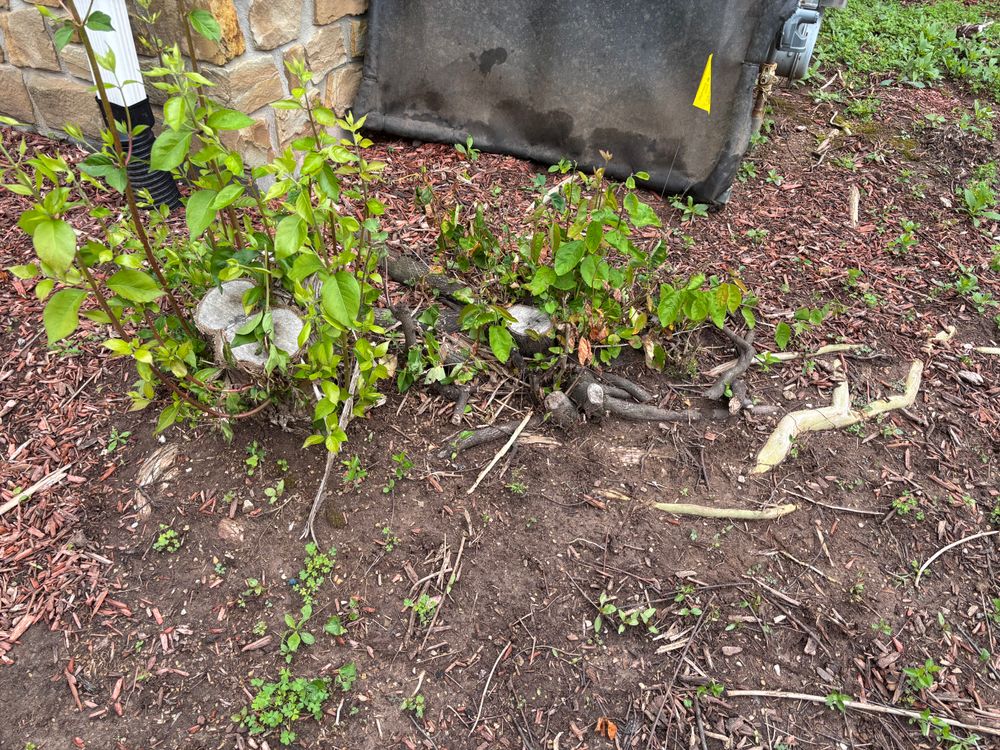 All Photos for Conrad's Stump Removal in Columbus, IN