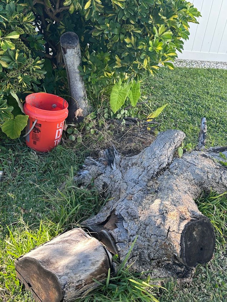 All Photos for Busy Beaver Stump Removal, Inc in Clearwater, FL