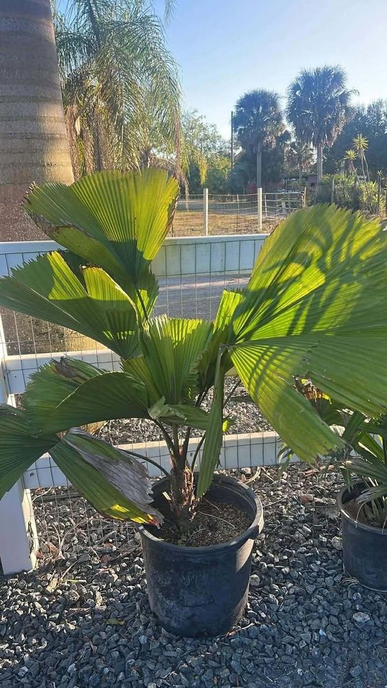 All Photos for Lawn Caring Guys in Cape Coral, FL