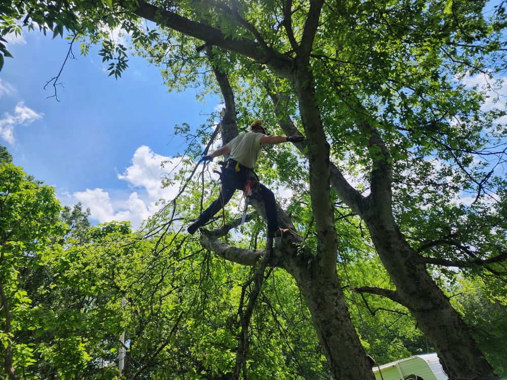 Tree Removal for Affordable Tree Service TN in White House, TN