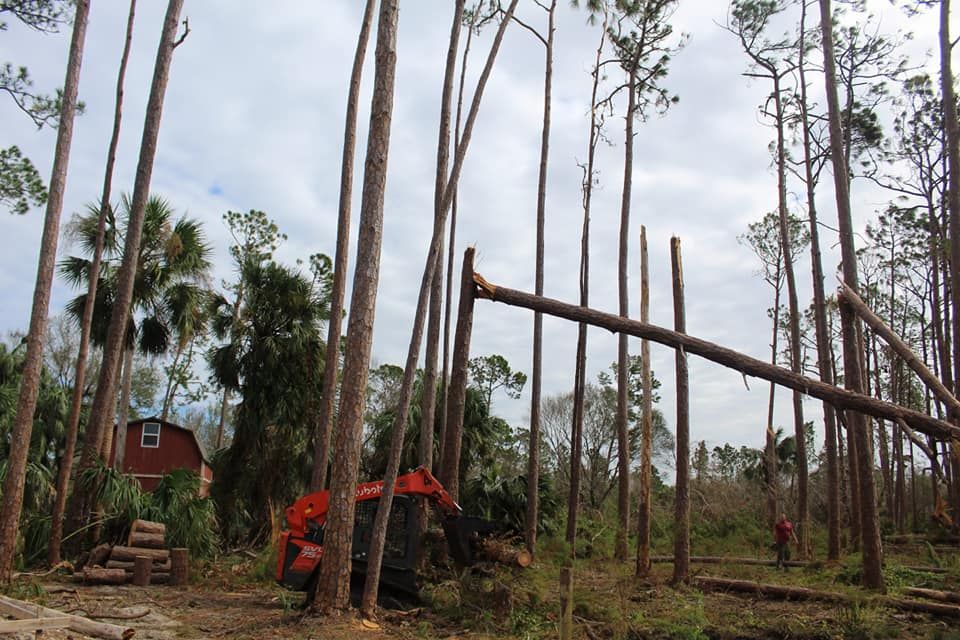 Tree Removal for American Tree Masters in Alvin, TX