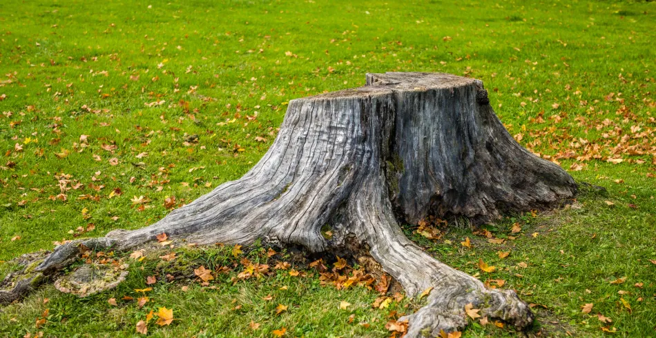 Our Stump Removal service efficiently eliminates unsightly stumps, enhancing your landscape’s beauty and safety. Trust our experts to carefully remove stumps, preventing regrowth and making way for new landscaping opportunities. for Cassidy Tree Care in Santa Fe, TN