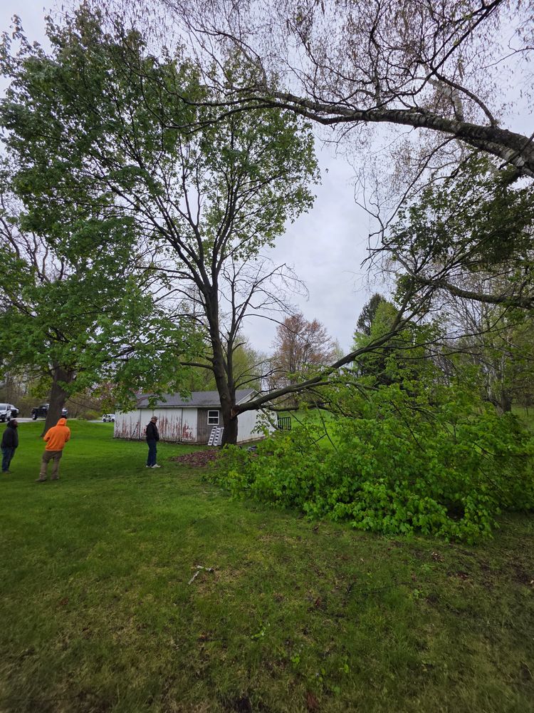 All Photos for D Hale Tree Service in Ann Arbor, MI