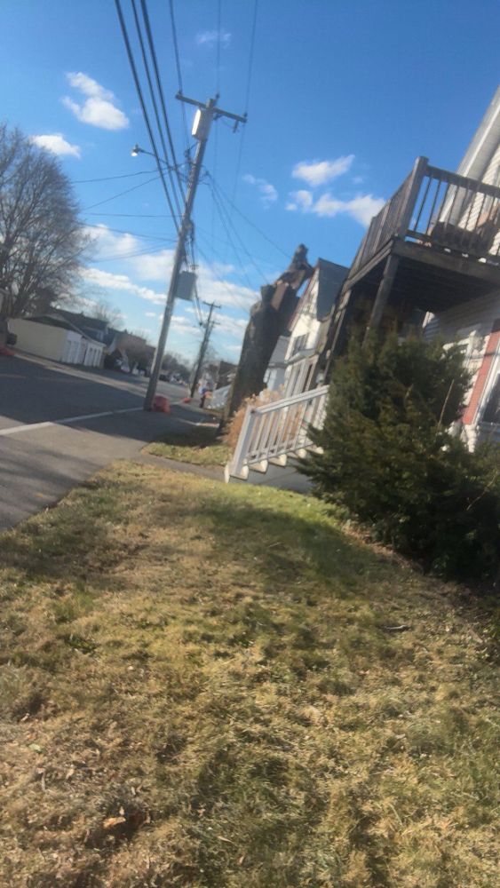 All Photos for Dwights Tree Service in Middleborough, MA