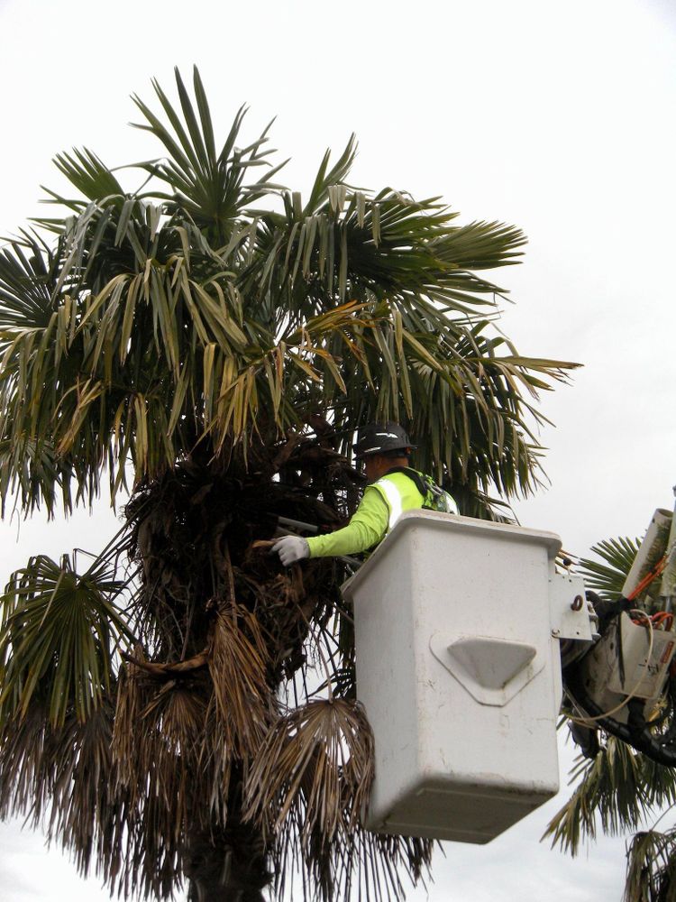 All Photos for Willamette Landscaping & Tree Services in Albany, OR