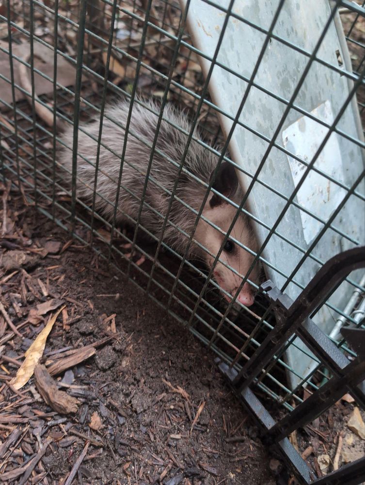 All Photos for Topper's Wildlife Removal in Garland, TX
