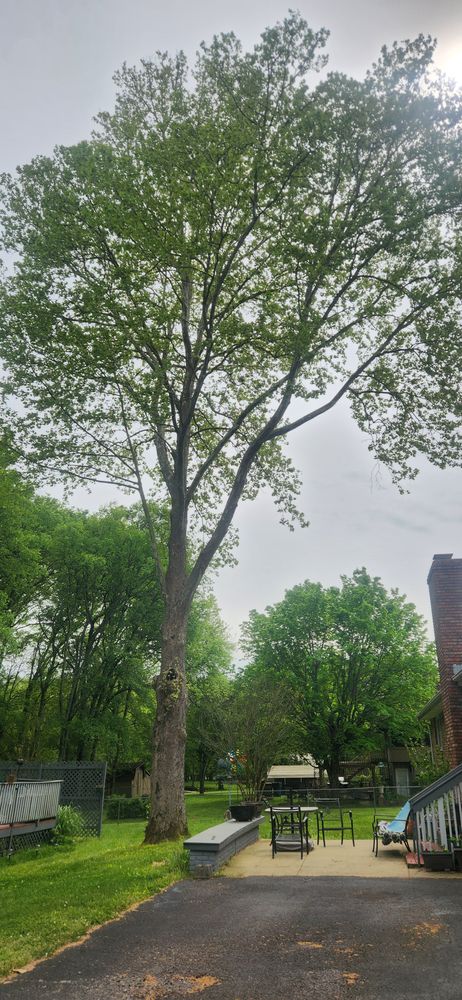 All Photos for Tree Fellers in Sumner County, TN