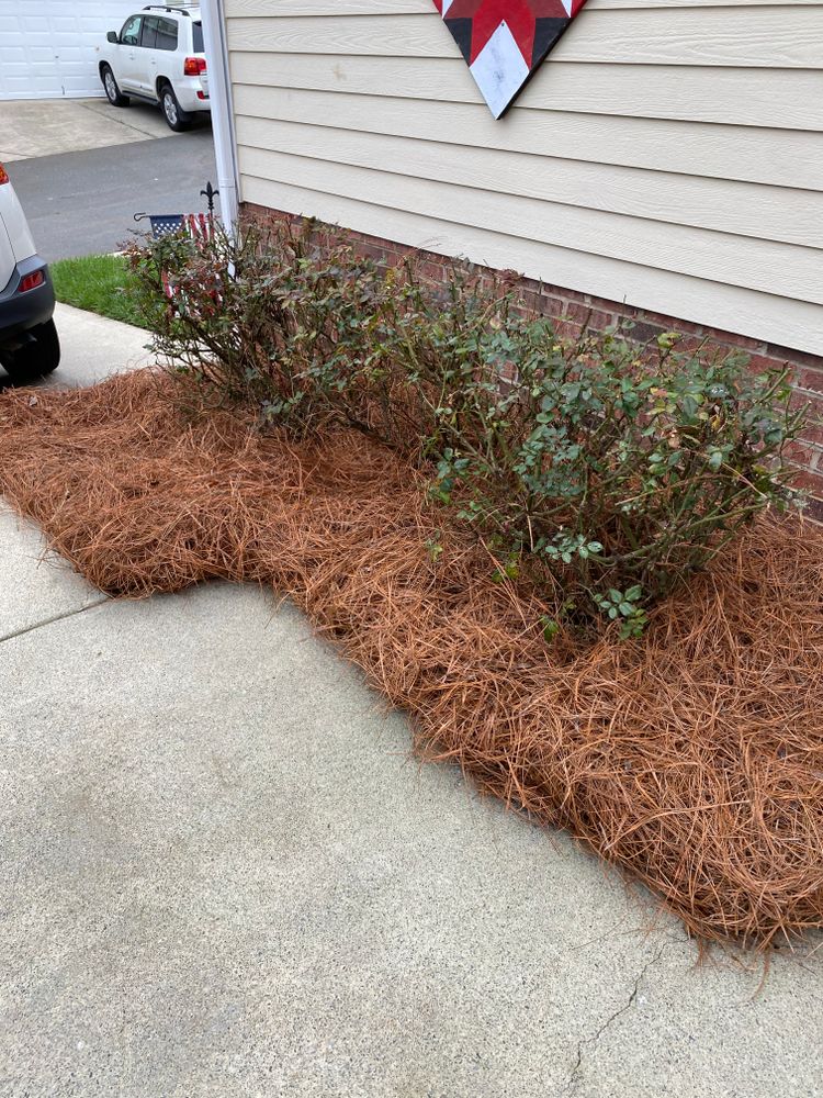 Pine Needle Installation for Dream Cuts Landscaping and Lawn Care LLC in Gastonia, NC