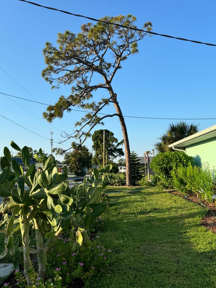 All Photos for Lemon Bay Tree Service  in Englewood, FL