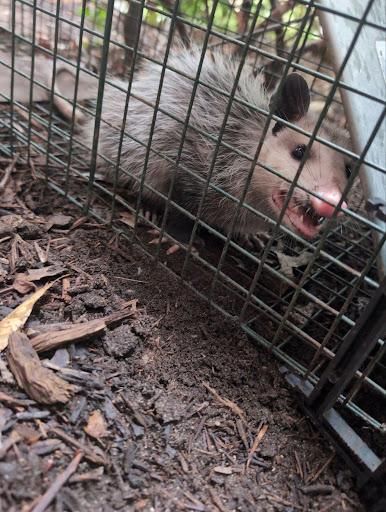 All Photos for Topper's Wildlife Removal in Garland, TX