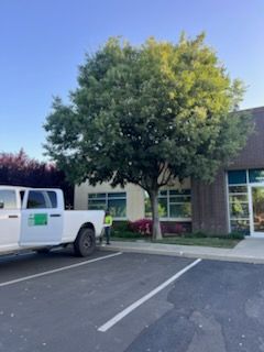 All Photos for Sammy's Tree Services in Sacramento, CA