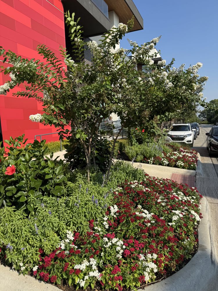 Summer flowers for Guerrero's Landscape in Fort Worth,  TX