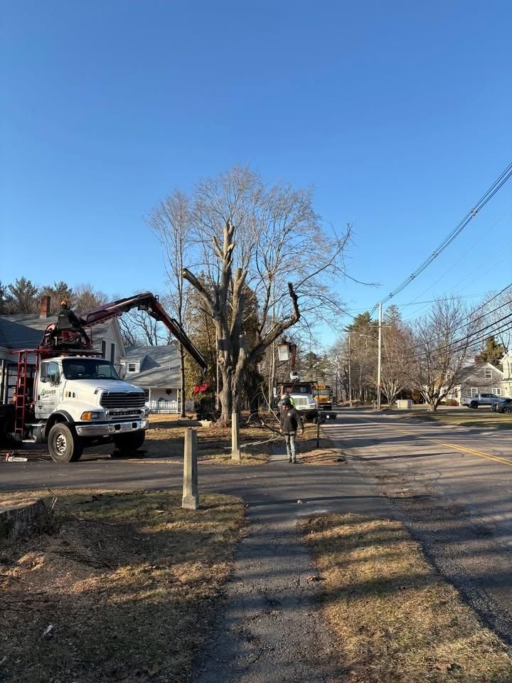 All Photos for Dwights Tree Service in Middleborough, MA