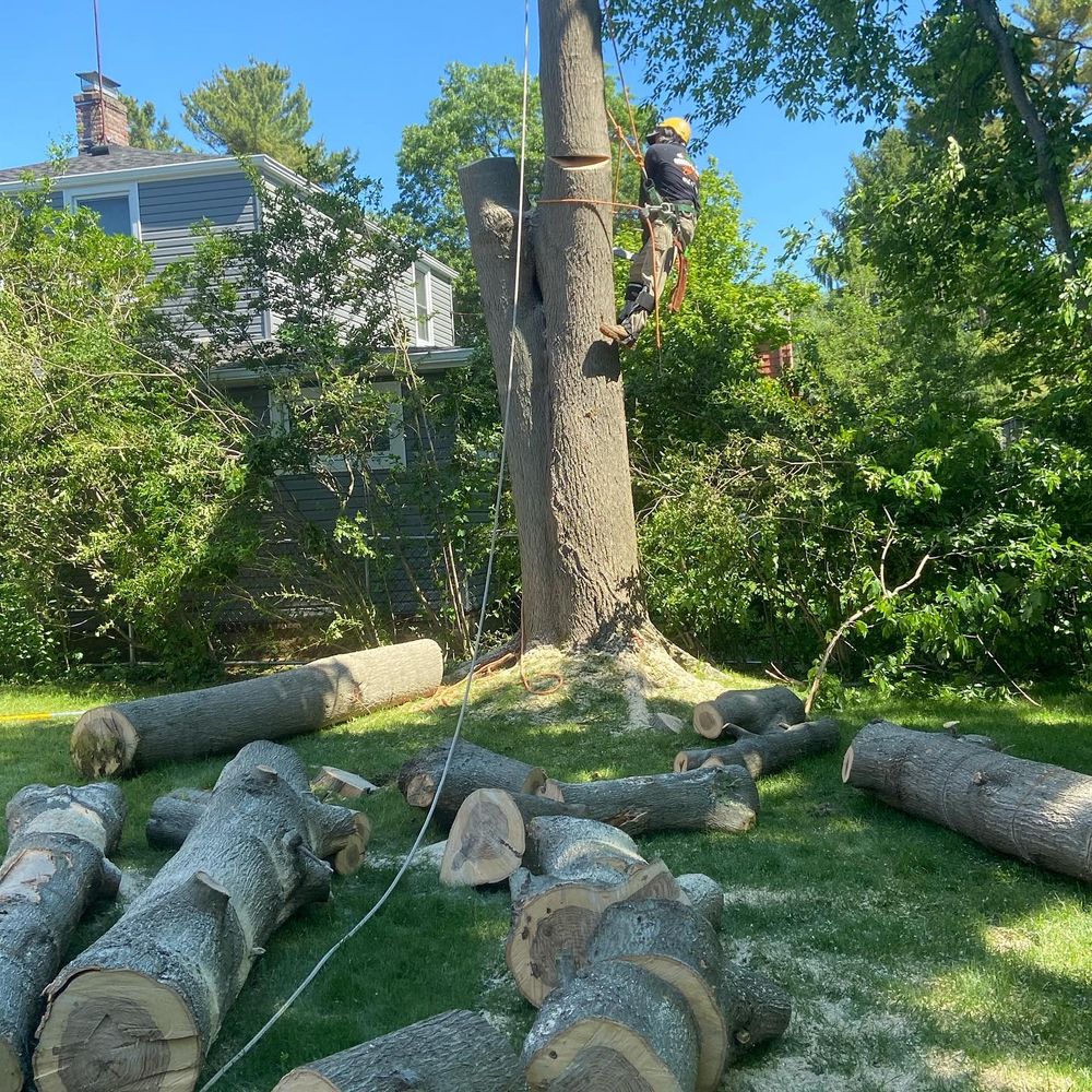 All Photos for Gold Coast Tree Experts in Nassau County, NY
