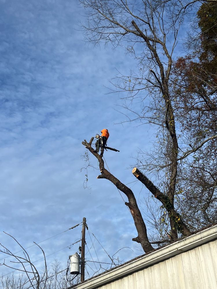 All Photos for Ground To Sky Tree Care in Asheville, North Carolina