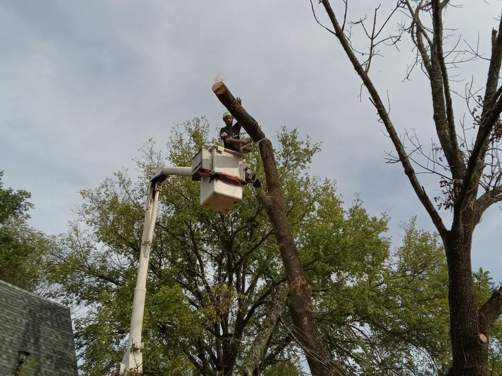 All Photos for H n H Tree Service in Taneyville, MO