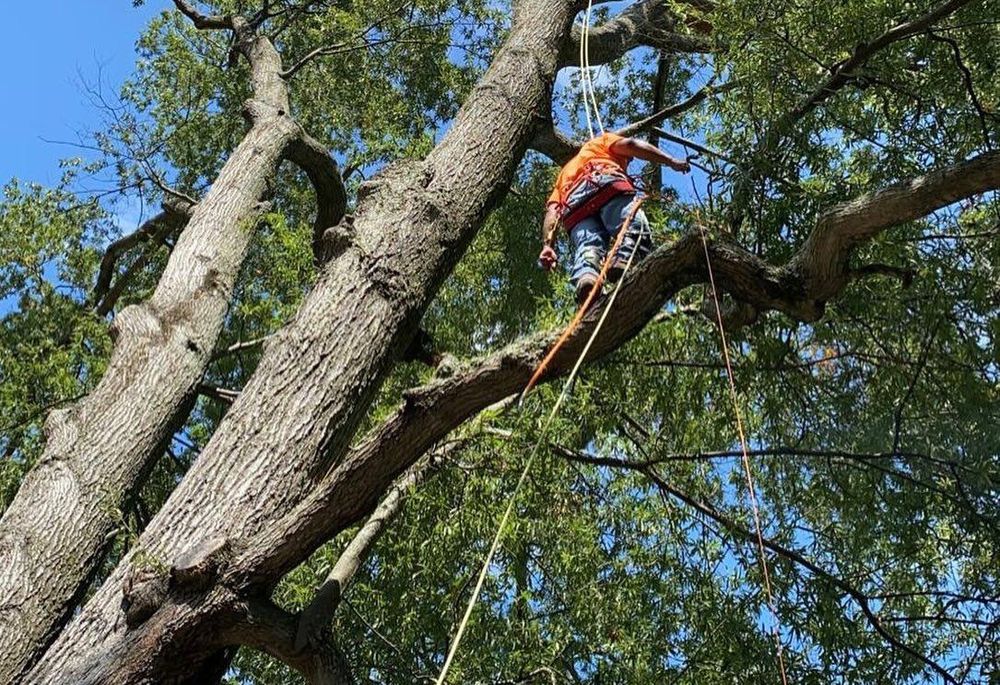 instagram for Branch Out Tree Care LLC in Fredericksburg, VA