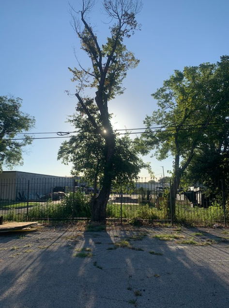 All Photos for Teague Trees and Land Clearing in Rendon, TX