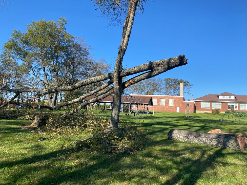 All Photos for Houtz Tree Service in Lexington, KY