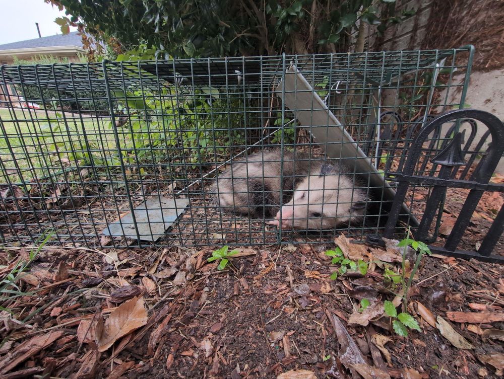 All Photos for Topper's Wildlife Removal in Garland, TX