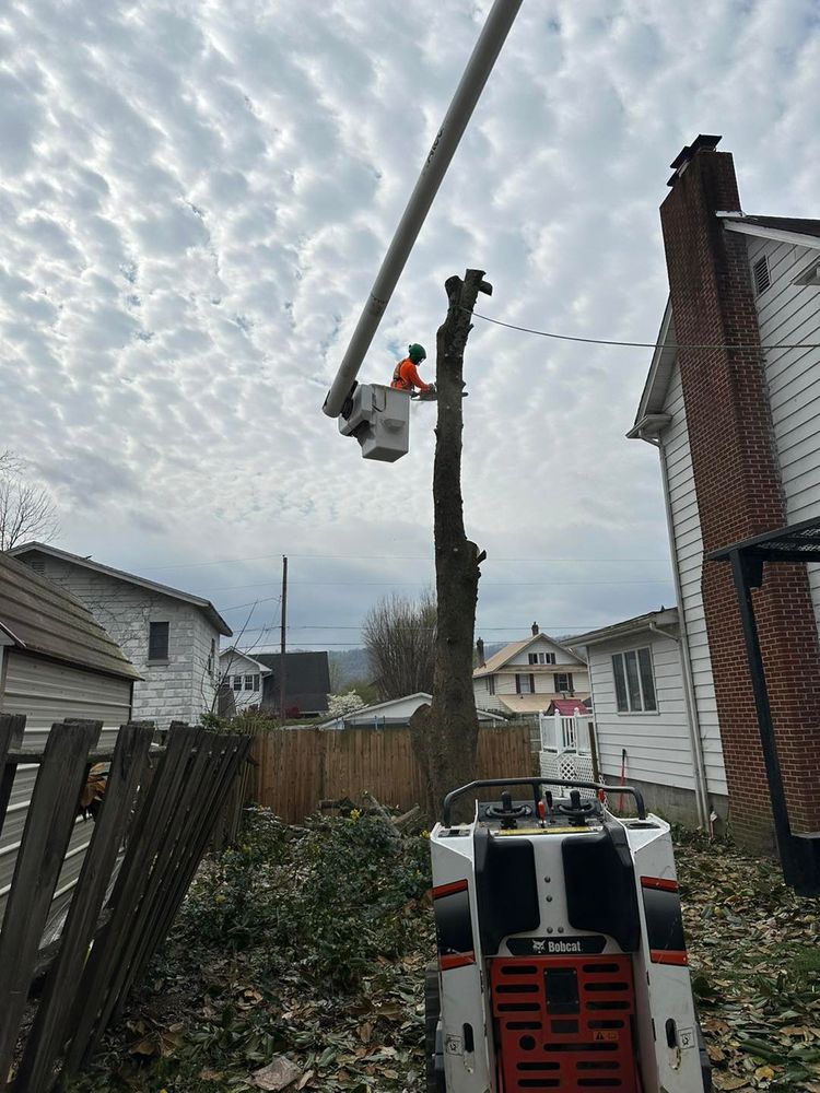 Tree Removal for Complete Care in Cumberland Gap, TN