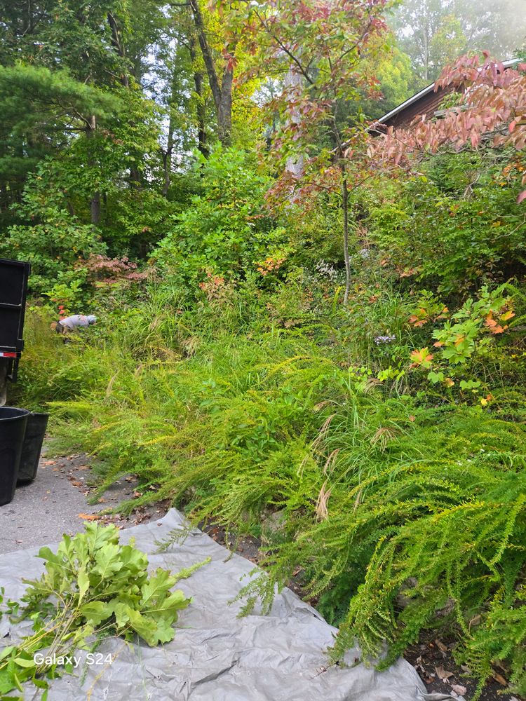 Clean ups and invasive plant management  for C4 TrueVision Renovations in Asheville, NC