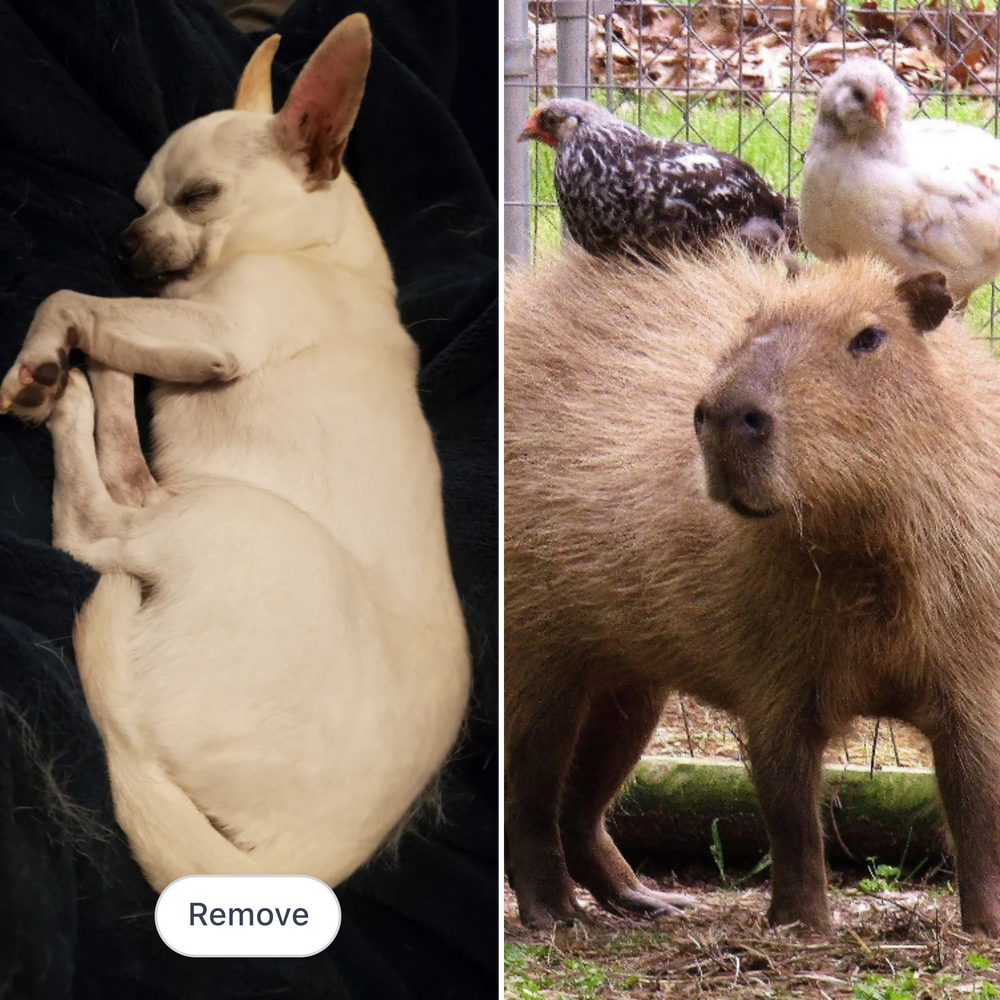All Photos for Dumbo's Doggy Doors in City of Sammamish, WA
