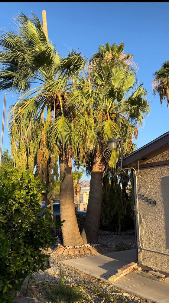 All Photos for Oliver L. Palm & Tree services in Yuma County, AZ