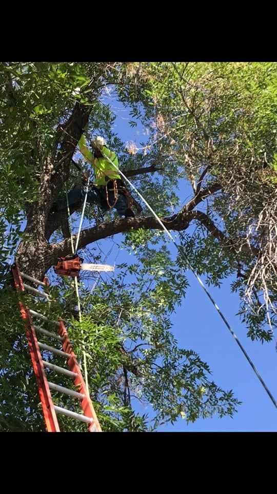 Tree Removal for Loya's Tree Trimming and Removal in Glendale, AZ