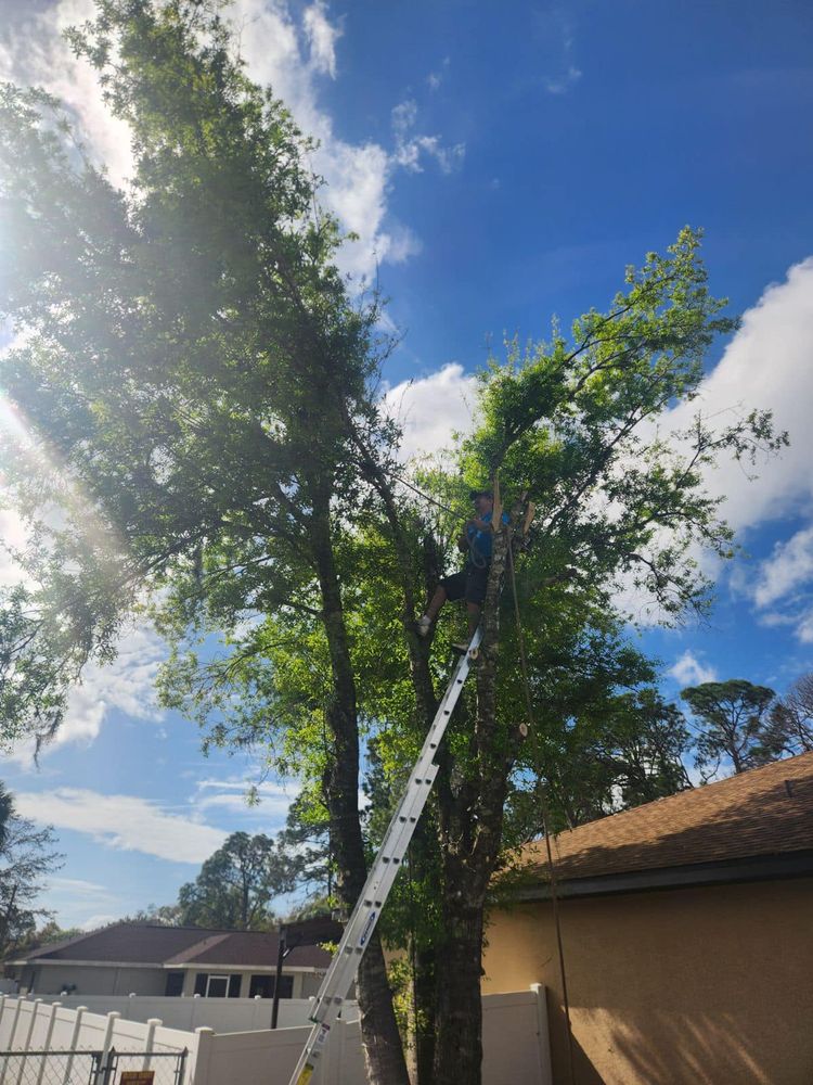 All Photos for Nick of Time Tree Service in North Port, FL