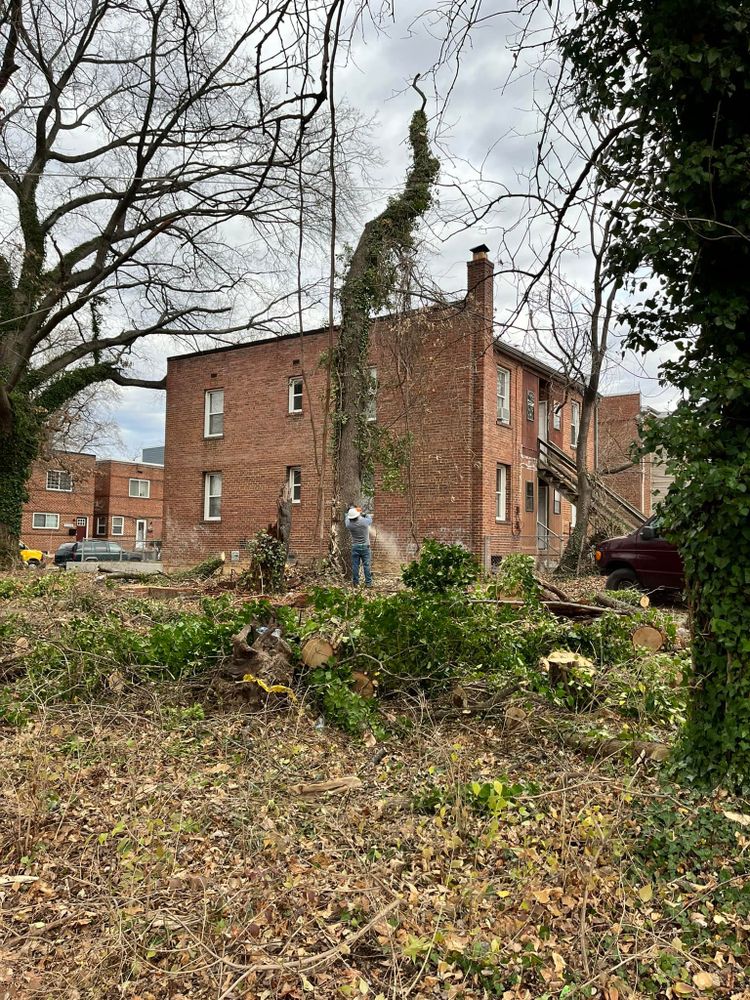 Tree Removal for Lux Arbor Tree Services in Harrisonburg, VA