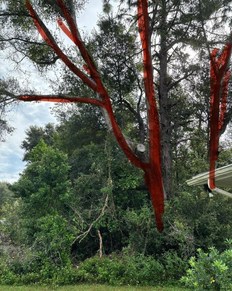 Our Tree Trimming & Removal service ensures the safety and aesthetics of your property by expertly managing overgrown or hazardous trees, enhancing your landscape while promoting healthier growth for remaining vegetation. for J & E Land Clearing, LLC. in Dunnellon, FL
