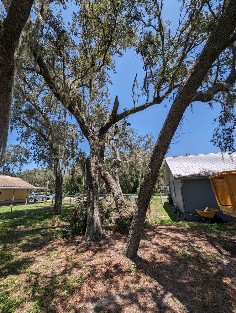 All Photos for Regal Tree Service and Stump Grinding in Wauchula, FL