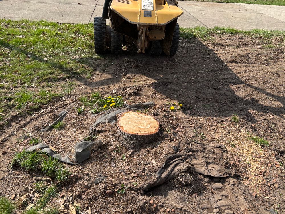 All Photos for Conrad's Stump Removal in Columbus, IN