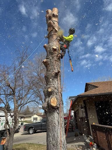 All Photos for Clean Cut Tree Service in Gillette, WY