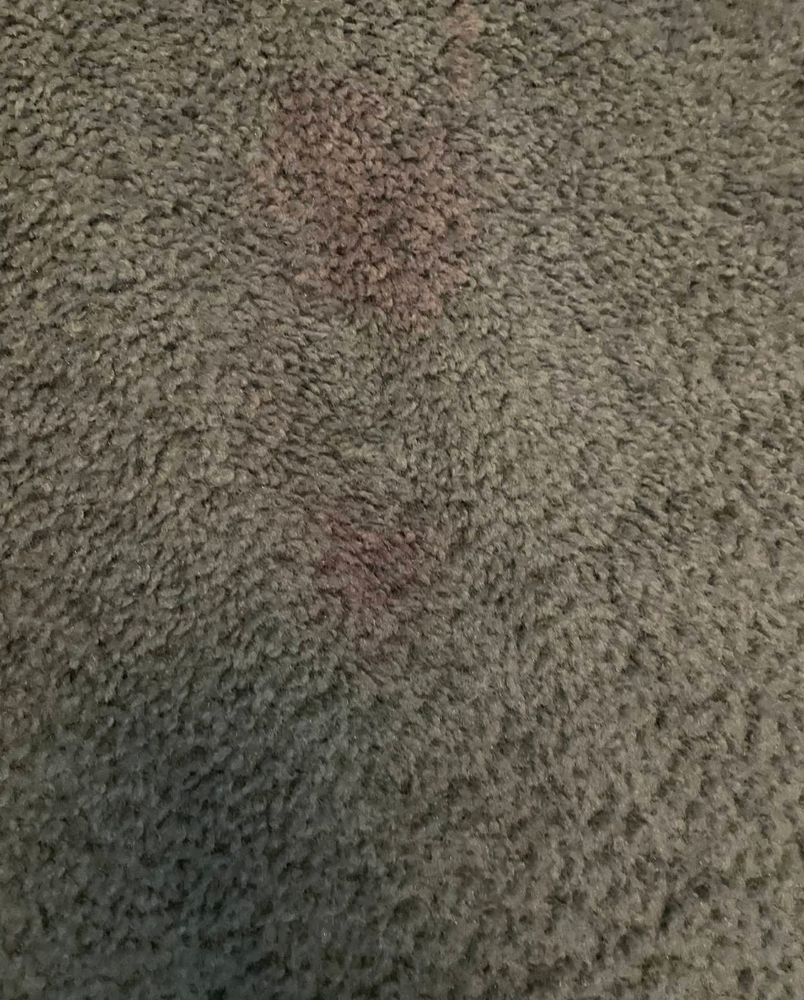 Carpet Cleaning for Banderas Cleaning Service in Elsmere, DE
