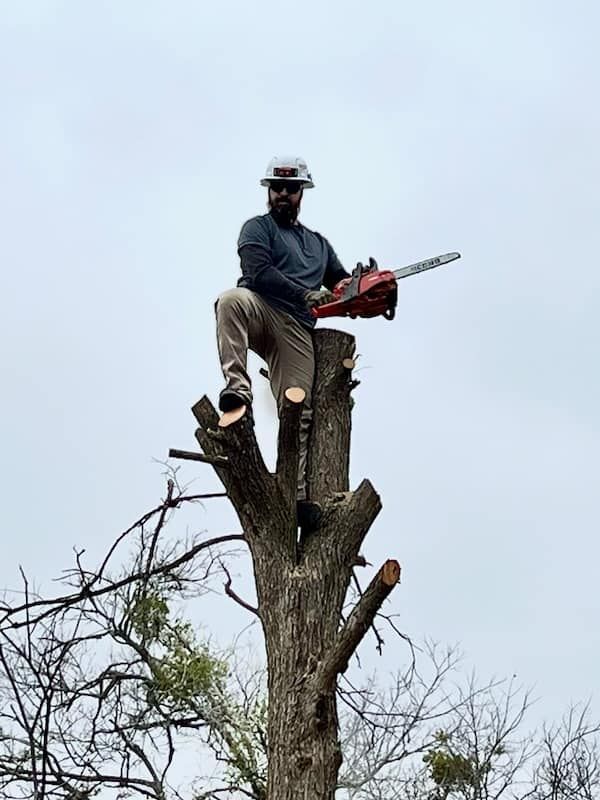 Our Tree and Shrub Care service enhances your landscape's health and beauty, offering expert pruning, disease management, and nourishment to ensure vibrant growth and prolonged life for your green investments. for Texican JLS in Manor, TX