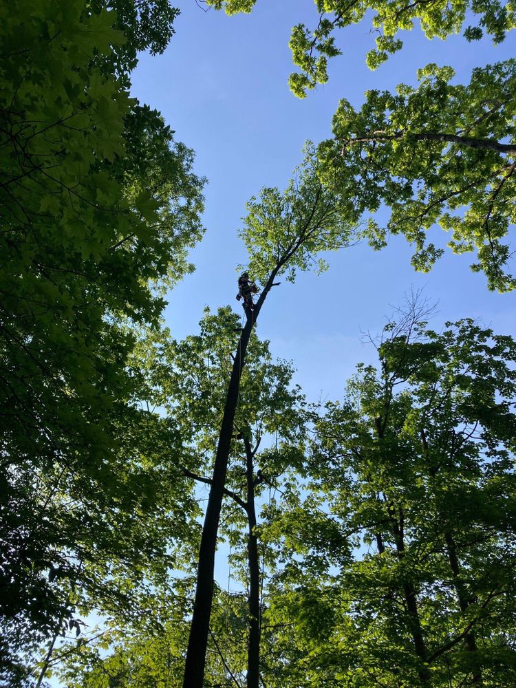 All Photos for Summit Tree Care LLC in Fort Wayne, IN