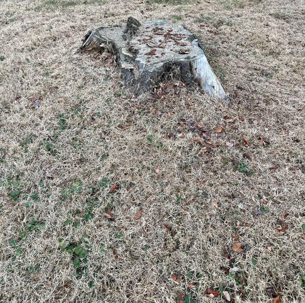 All Photos for Valencia’s Lawncare in Charlottesville, VA